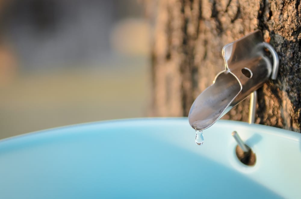 a dripping syrup tap