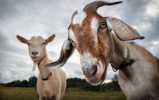 Two goats at the Nettle Meadow Farm peer into the camera, curious to see you.